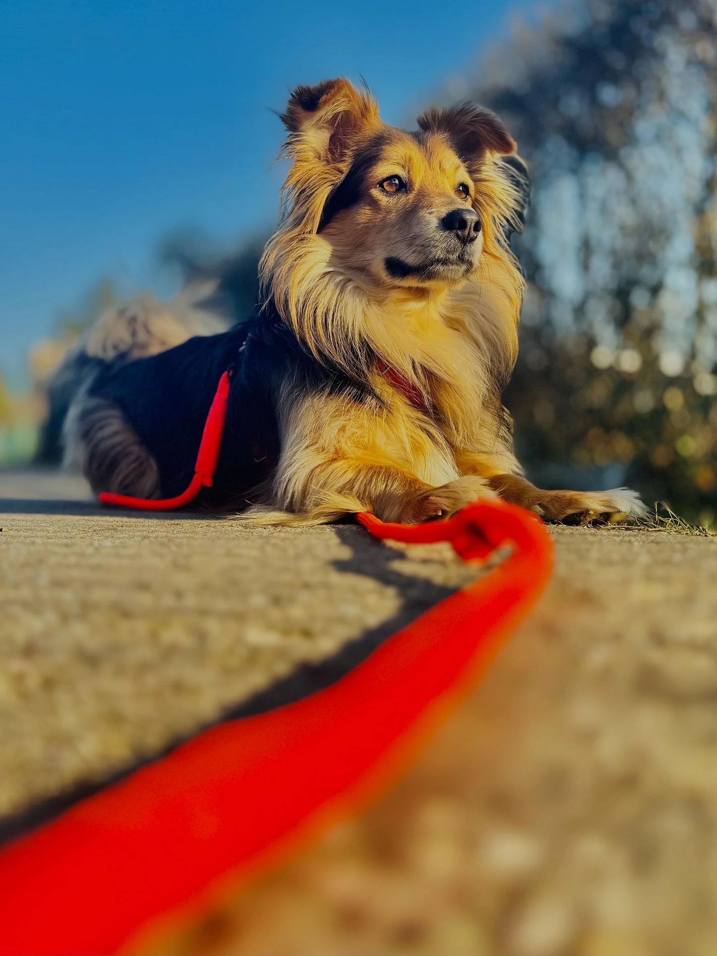 Smycz linowa hands-free 8 mm, 4 m, pomarańczowa